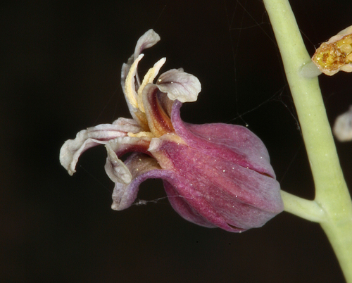 Streptanthus tortuosus (Mountain Jewelflower) (alternate view 6)