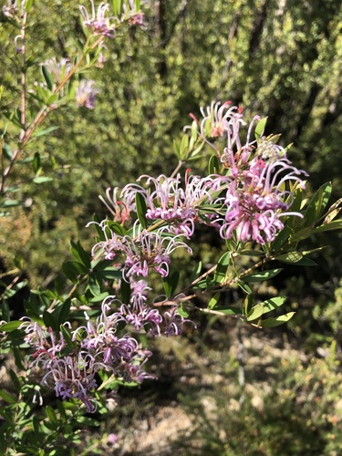 Grevillea sericea (Pink Spider Flower) (alternate view 3)