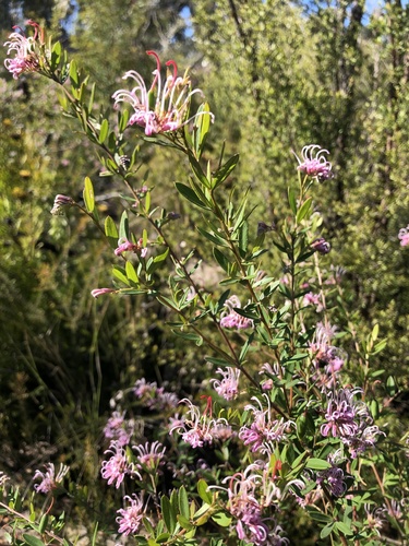 Grevillea sericea (Pink Spider Flower) (alternate view 4)