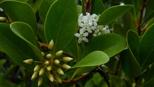 Aegiceras corniculatum (river mangrove)