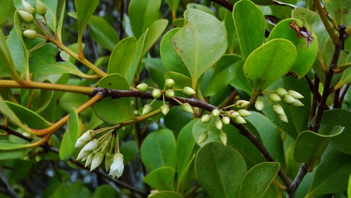 Aegiceras corniculatum (river mangrove) (alternate view 2)