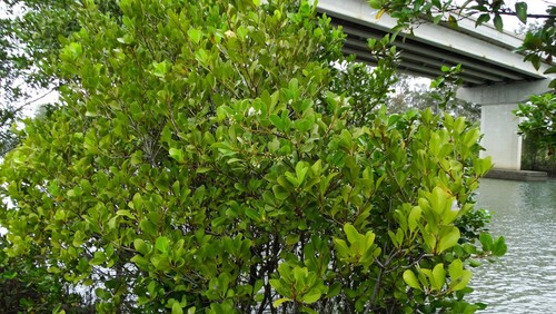 Aegiceras corniculatum (river mangrove) (alternate view 3)