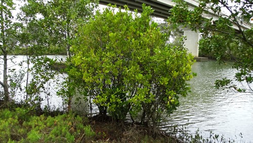 Aegiceras corniculatum (river mangrove) (alternate view 4)