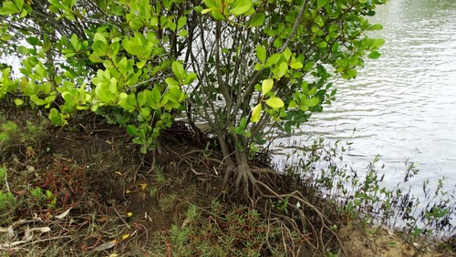 Aegiceras corniculatum (river mangrove) (alternate view 5)
