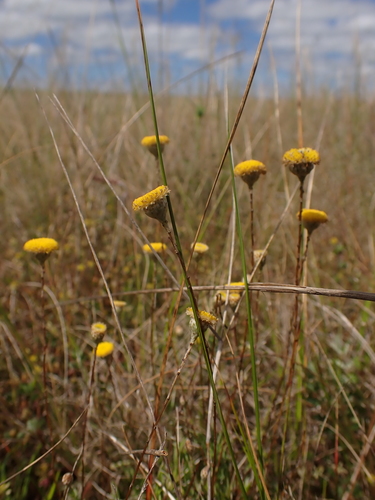 Leptorhynchos tenuifolius (Wiry Buttons)