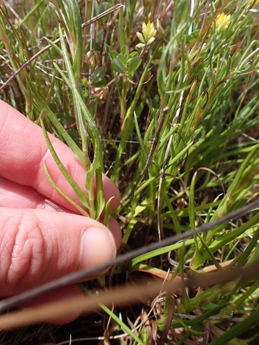 Leptorhynchos tenuifolius (Wiry Buttons) (alternate view 2)