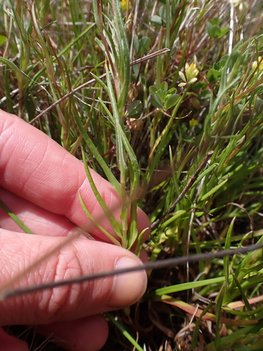 Leptorhynchos tenuifolius (Wiry Buttons) (alternate view 3)