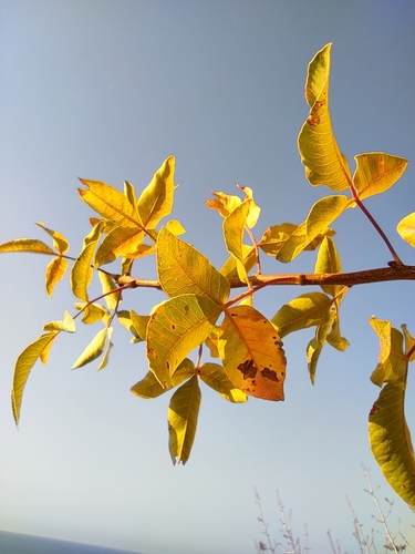 Pistacia (pistaches) (alternate view 2)