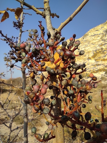 Pistacia (pistaches) (alternate view 4)