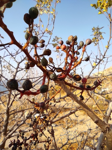 Pistacia (pistaches) (alternate view 5)