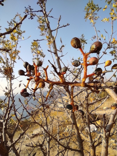 Pistacia (pistaches) (alternate view 6)