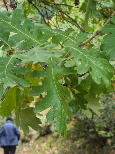 Quercus frainetto (Hungarian oak)
