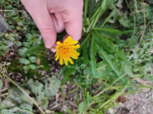Scorzoneroides autumnalis (Autumn Hawkbit)