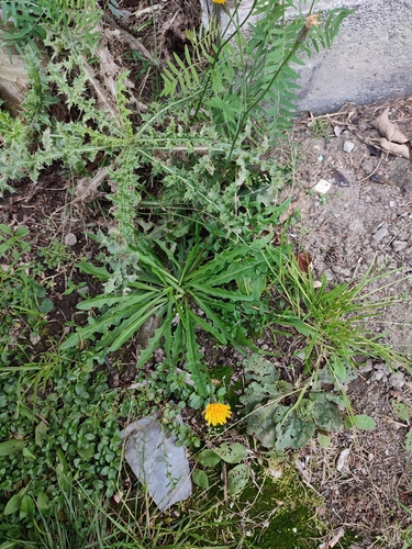 Scorzoneroides autumnalis (Autumn Hawkbit)