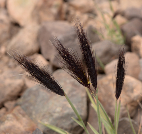 Hordeum (Barleys) (alternate view 6)