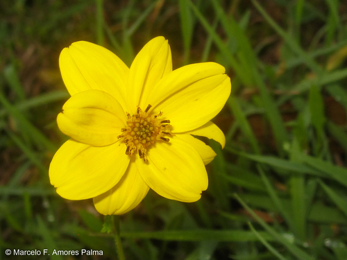 Bidens (Beggarticks) (alternate view 6)