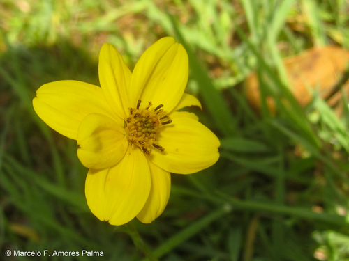 Bidens (Beggarticks) (alternate view 5)