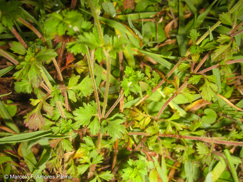 Bidens (Beggarticks) (alternate view 7)