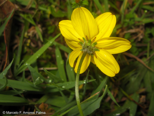 Bidens (Beggarticks) (alternate view 8)