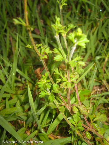 Bidens (Beggarticks) (alternate view 9)