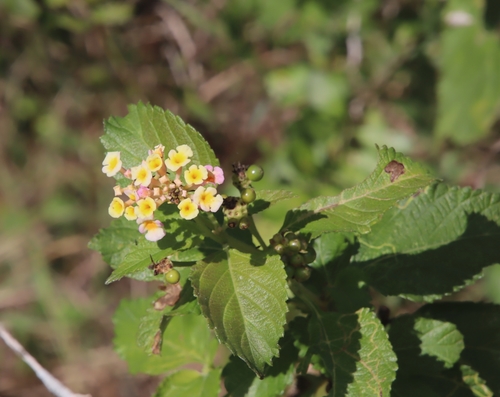 Lantana strigocamara (Lantana) (alternate view 2)