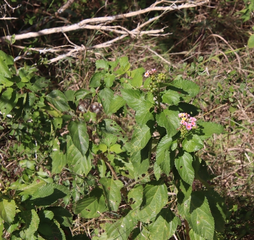 Lantana strigocamara (Lantana) (alternate view 3)