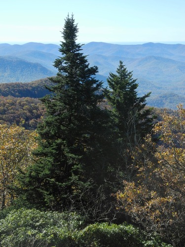 Picea rubens (red spruce) (alternate view 10)