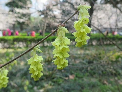 Corylopsis sinensis (Chinese Winter Hazel)