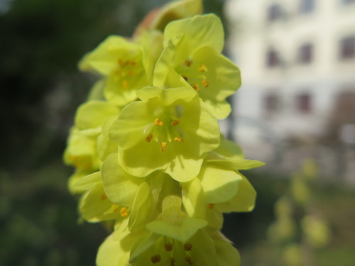 Corylopsis sinensis (Chinese Winter Hazel)