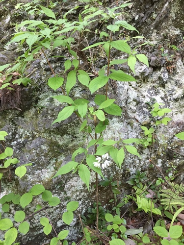 Deutzia gracilis (slender deutzia) (alternate view 12)