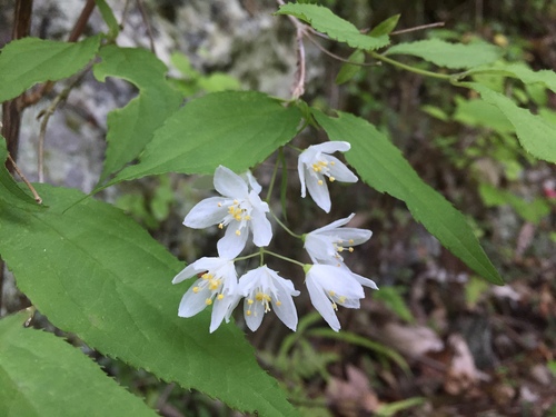 Deutzia gracilis (slender deutzia) (alternate view 11)