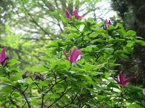 Magnolia liliiflora (Lily Magnolia) (alternate view 2)