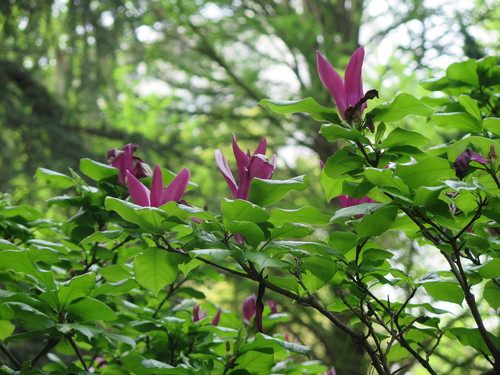 Magnolia liliiflora (Lily Magnolia) (alternate view 3)