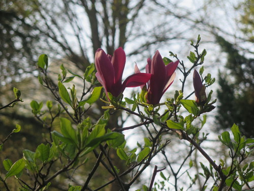 Magnolia liliiflora (Lily Magnolia) (alternate view 4)