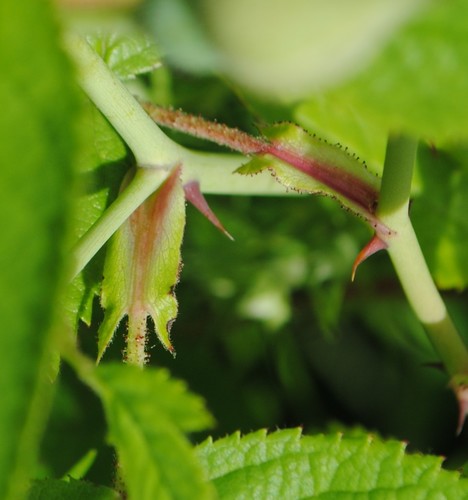 Rosa setigera (climbing prairie rose) (alternate view 3)