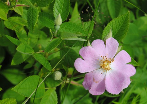 Rosa setigera (climbing prairie rose)