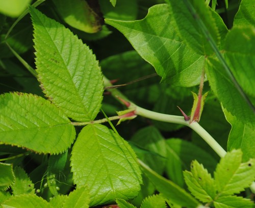 Rosa setigera (climbing prairie rose) (alternate view 2)