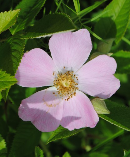 Rosa setigera (climbing prairie rose) (alternate view 4)
