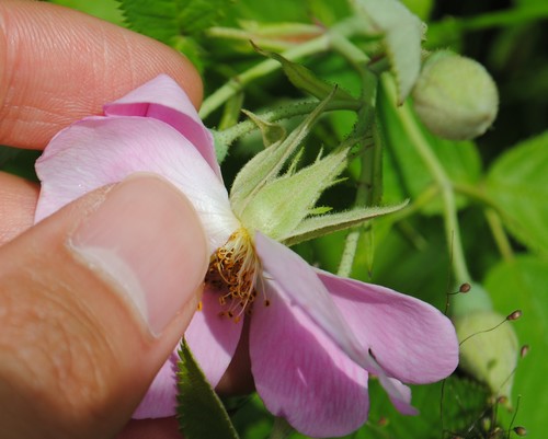 Rosa setigera (climbing prairie rose) (alternate view 5)