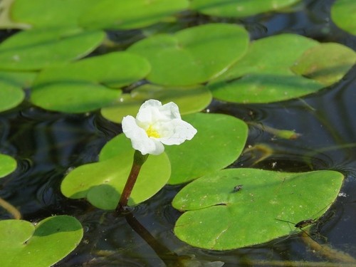 Hydrocharis morsus-ranae (European Frog-bit) (alternate view 5)