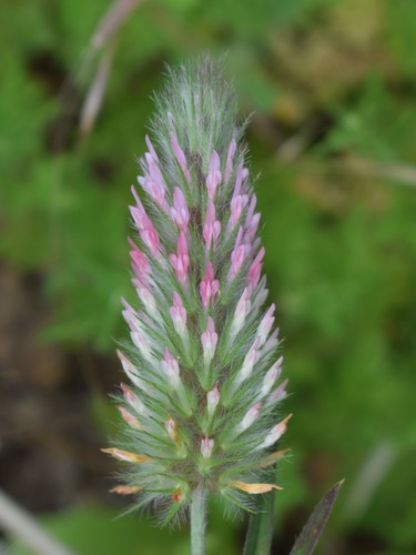 Trifolium angustifolium (Narrow-leaved clover) (alternate view 4)