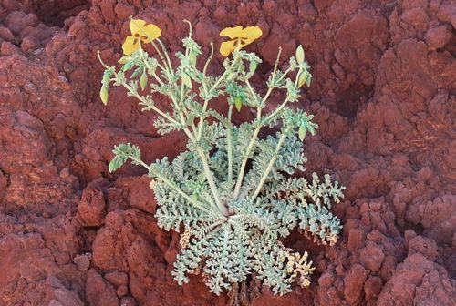 Glaucium flavum (Yellow Horned Poppy)