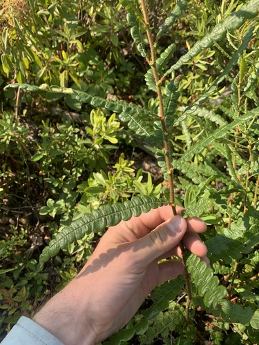 Comptonia peregrina (Sweet Fern)