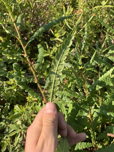 Comptonia peregrina (Sweet Fern)