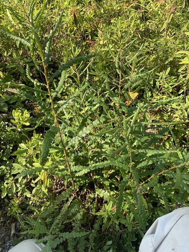 Comptonia peregrina (Sweet Fern)