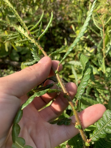 Comptonia peregrina (Sweet Fern)