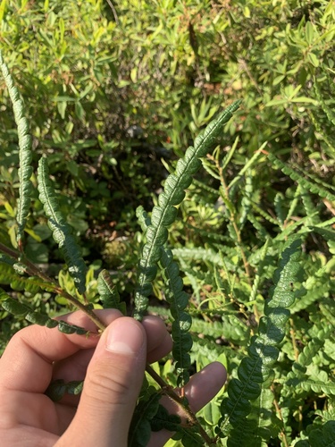 Comptonia peregrina (Sweet Fern)