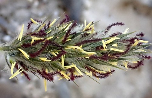 Neurachne alopecuroidea (foxtail mulga grass)