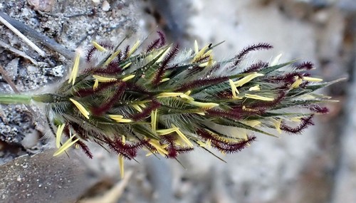 Neurachne alopecuroidea (foxtail mulga grass) (alternate view 2)