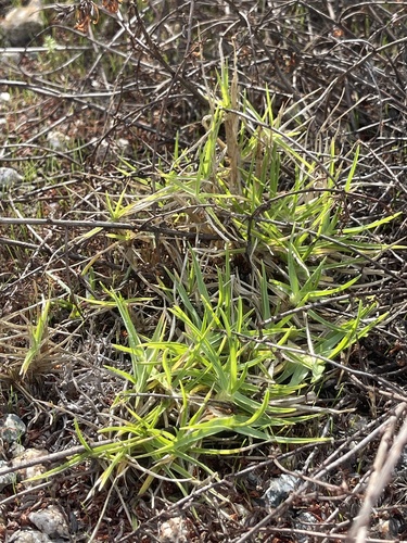 Cenchrus clandestinus (Kikuyu Grass) (alternate view 2)